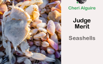 PhotoCrowd.com: Merited by the Judge in ‘Seashells’ Contest