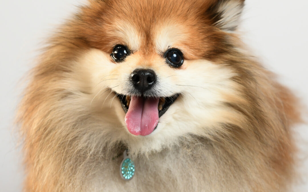 What Pet Photography Is, And Why It Is Important