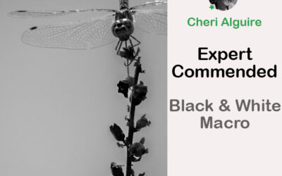 PhotoCrowd.com: Commended by the Expert in ‘Black and White Macro’ Contest