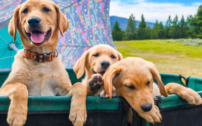 How To Prepare Your Pet For The Photoshoot