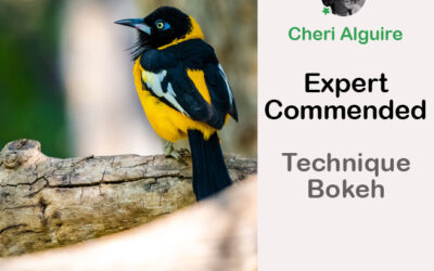 PhotoCrowd.com: Commended by the Expert in ‘Technique – Bokeh’ Contest