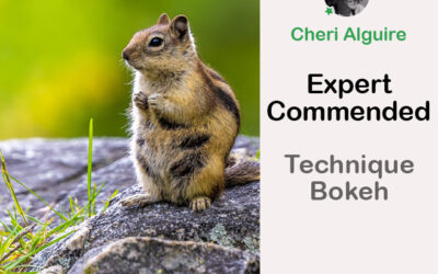 PhotoCrowd.com: Commended by the Expert in ‘Technique – Bokeh’ Contest