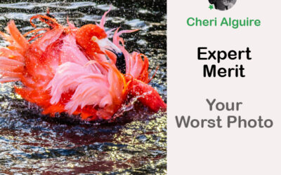 PhotoCrowd.com: Merited by the Expert in ‘Your Worst Photo’ Contest