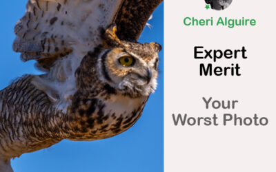 PhotoCrowd.com: Merited by the Expert in ‘Your Worst Photo’ Contest