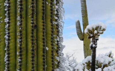 As I woke up on March 2, 2023, in Tucson, Arizona, I had no idea what I was abou…