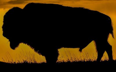 In mid-May, we found ourselves in Badlands National Park.
My goal was to captur…