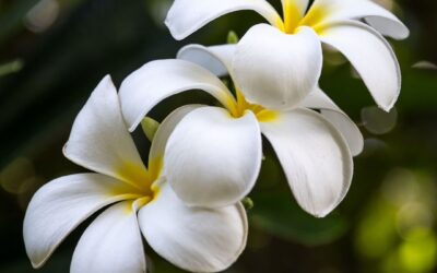 White. The symbol of purity and serenity.
Just staring at the color brings that…