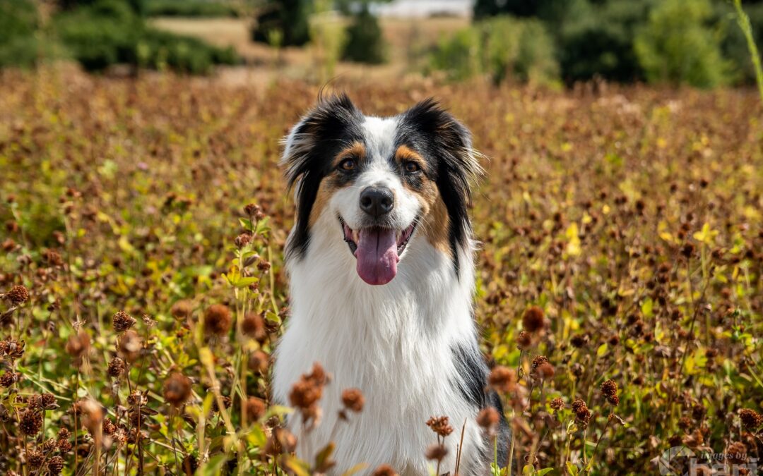 Capturing Fur-ever Moments: Exploring Special Requests and Themes in Pet Photography Sessions