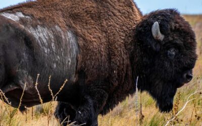 Through my lens, I hope to capture the beauty and essence of these incredible bi…