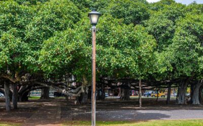 Whispers of Time: The Banyan Tree