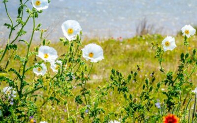 Captivated by the magic of spring, where petals turn dreams into reality. 

Imag…