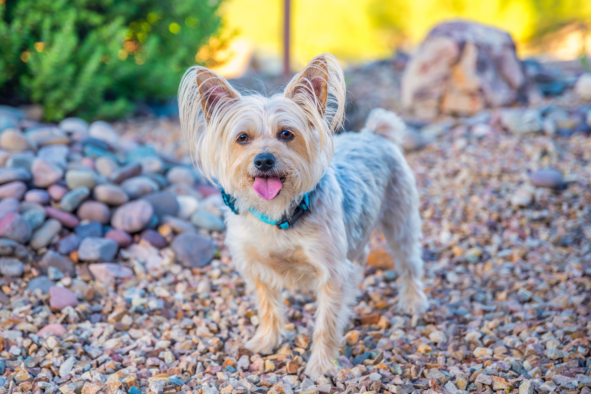 pet photography