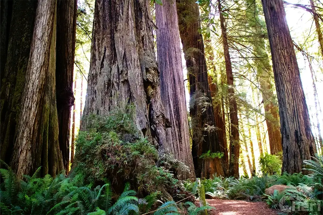 Redwood Giants by Cheri Alguire
