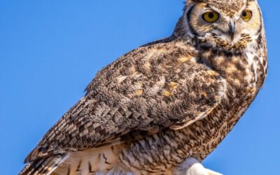 Guardian of the Night: Capturing the Mysterious Elegance of Owls
Images by Cher…