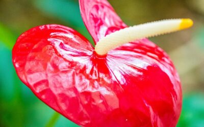 This day reminds us to prioritize our heart health, making choices that lead to …