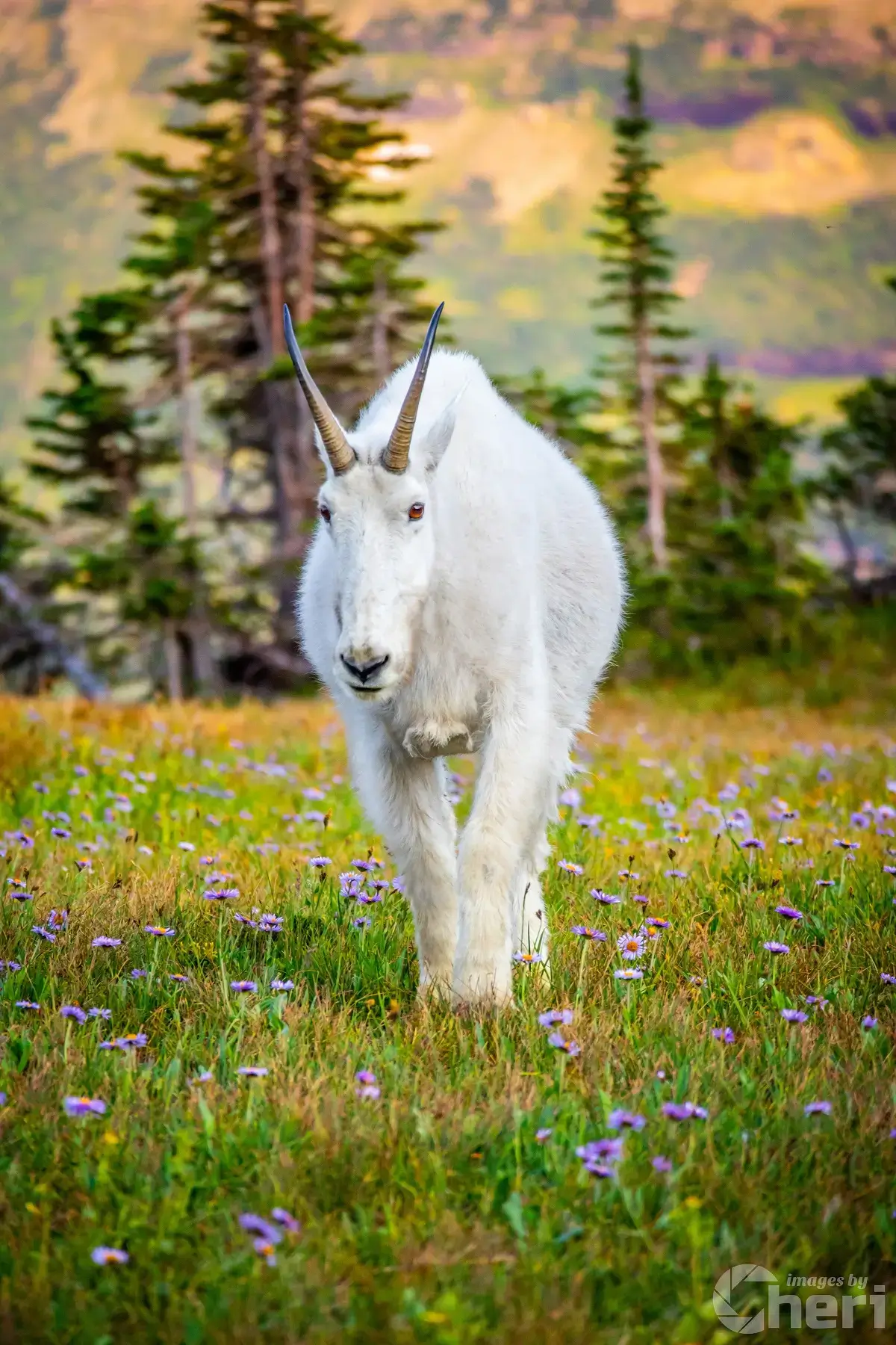 Alpine-Majesty-watermark Mountain Goat