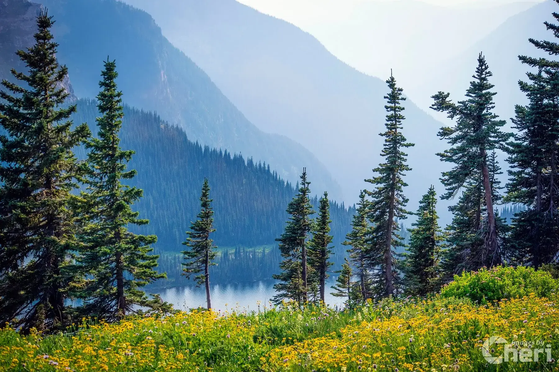 Botanical Wonderland