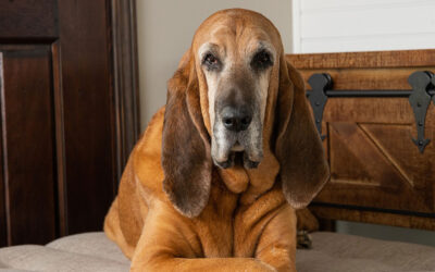 Capturing Unconditional Love: The Importance of Pet Portraits