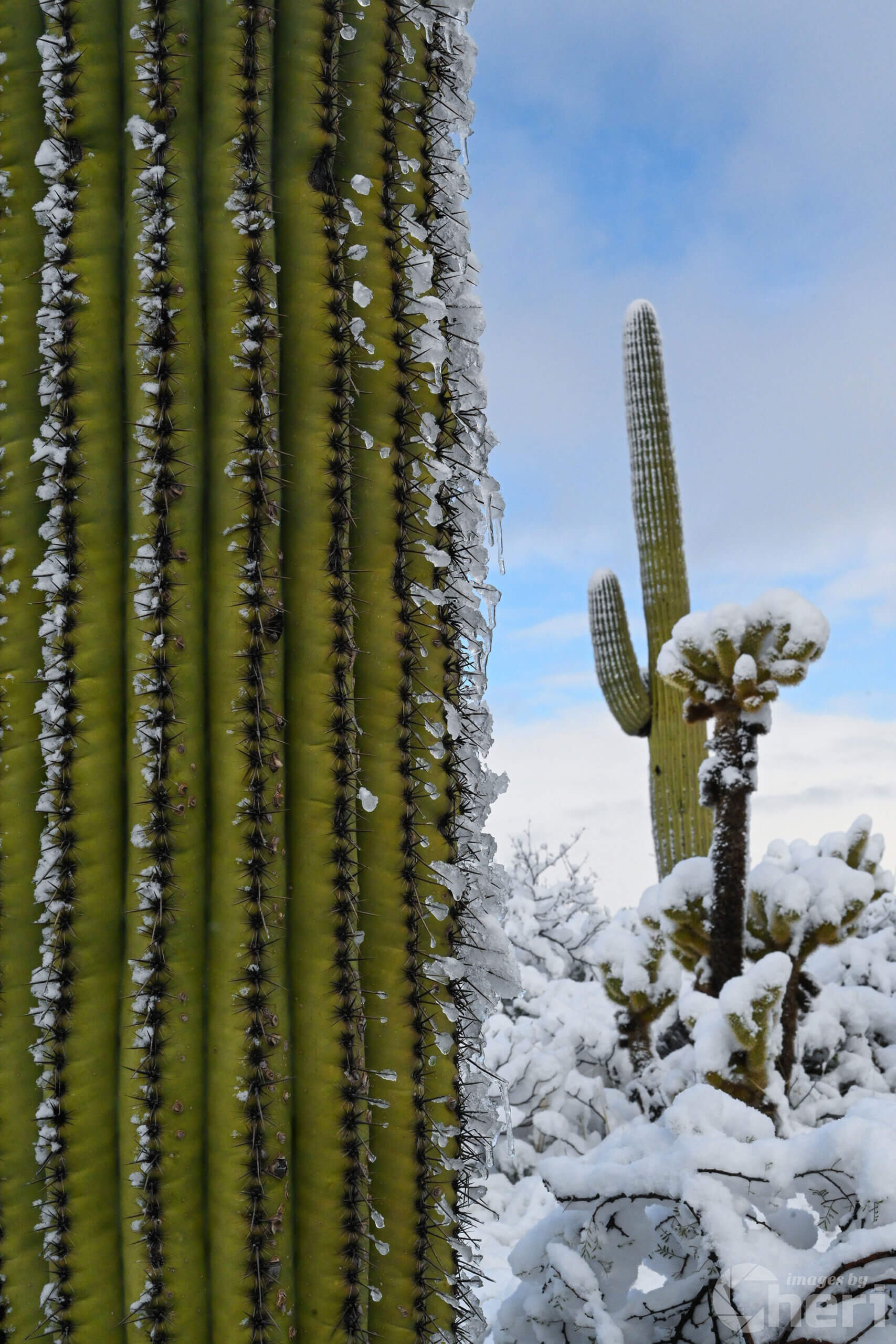 Frozen Giants: Snowfall on Saguaro Frozen Giants: Snowfall on Saguaro