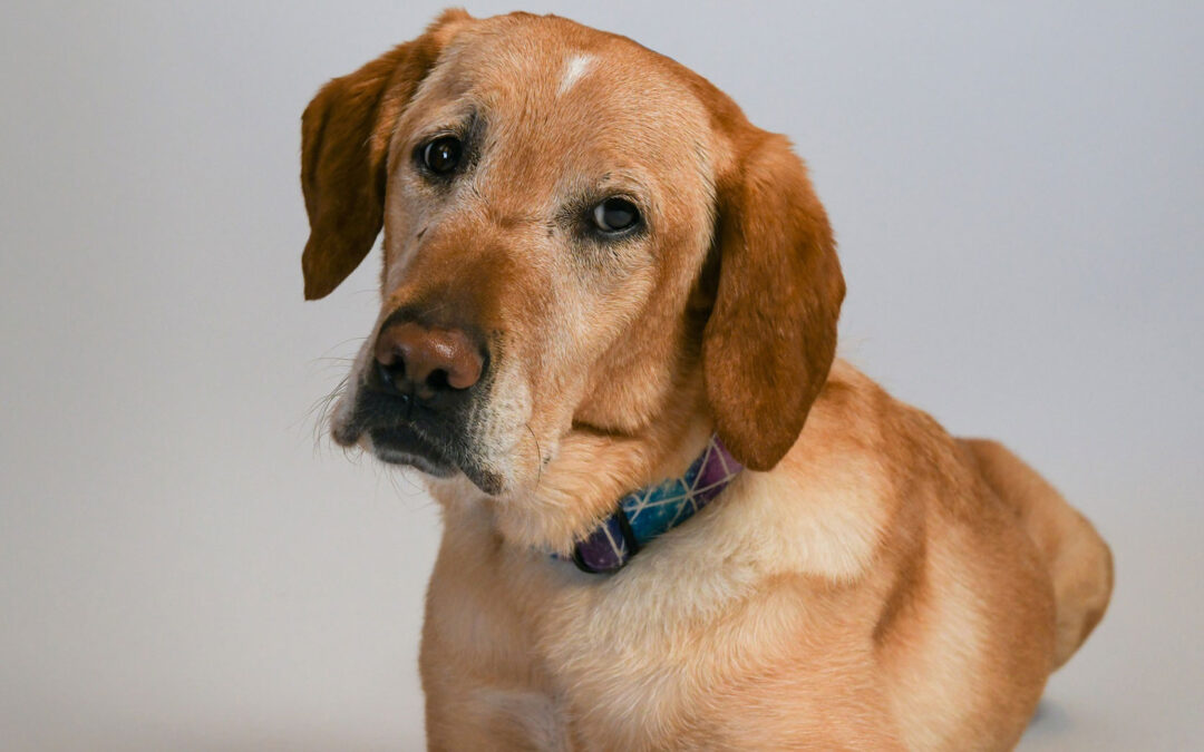 Paws and Shutter: Capturing Holiday Magic with Professional Pet Portraits