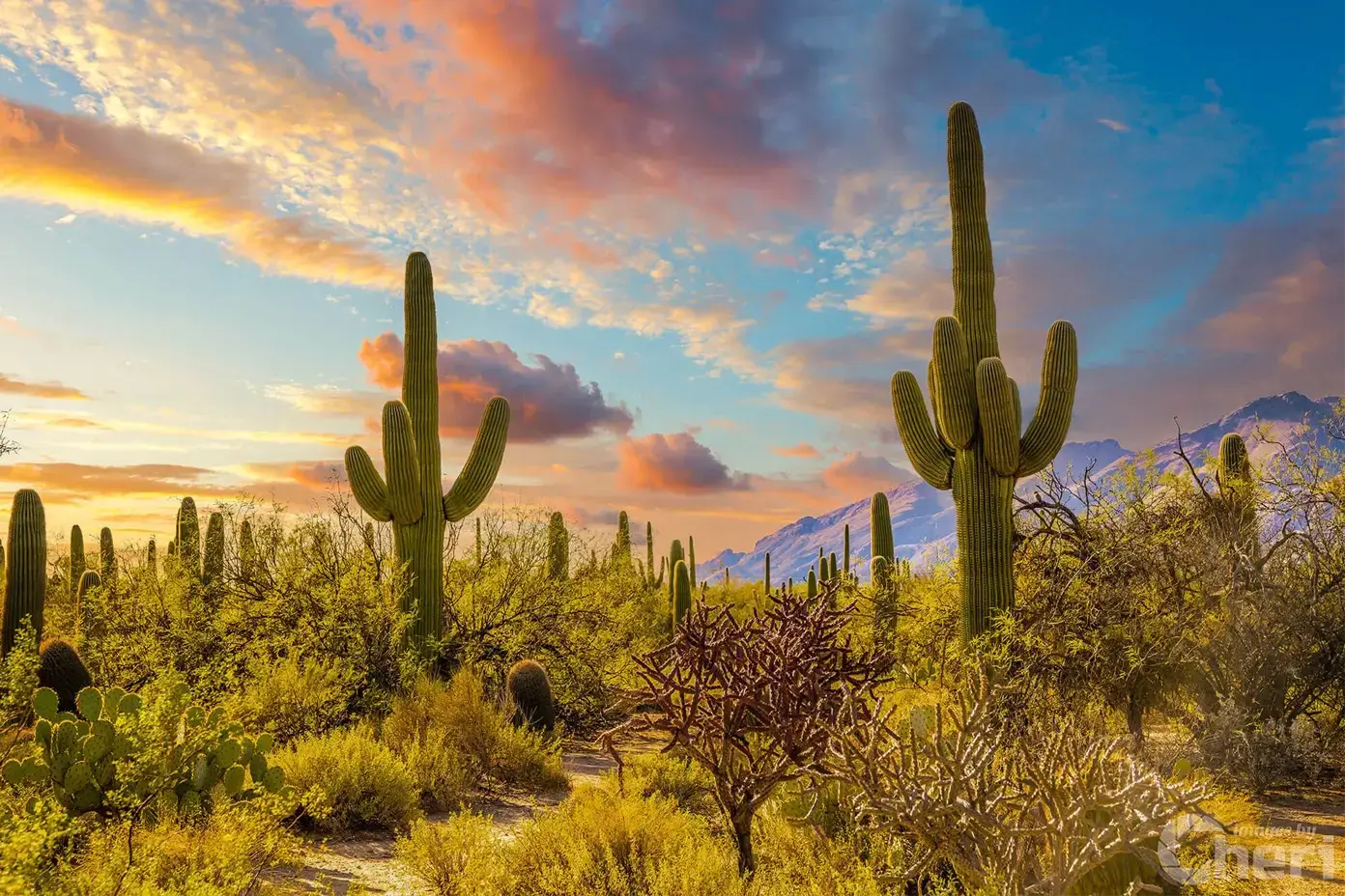 Saguaro National Park Images Arizona sunset over saguaro cactus forest in Saguaro National Park