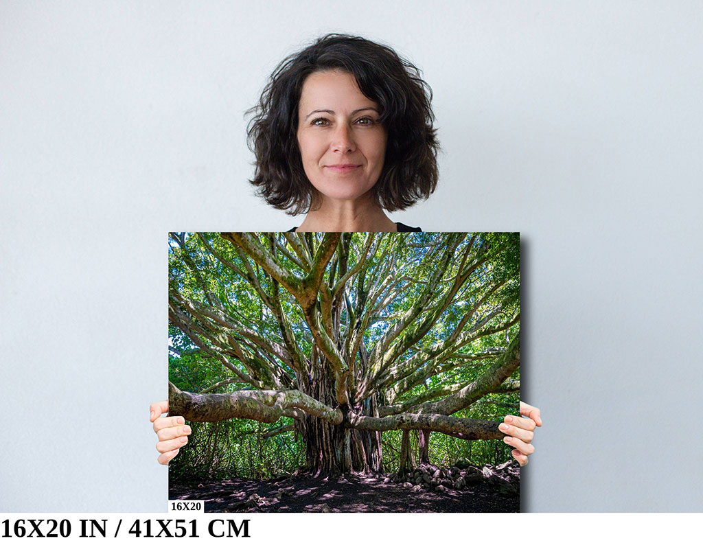 Ancient Majesty: Banyan Tree in Haleakala National Park Diagram Ancient Majesty: Banyan Tree in Haleakala National Park Diagram