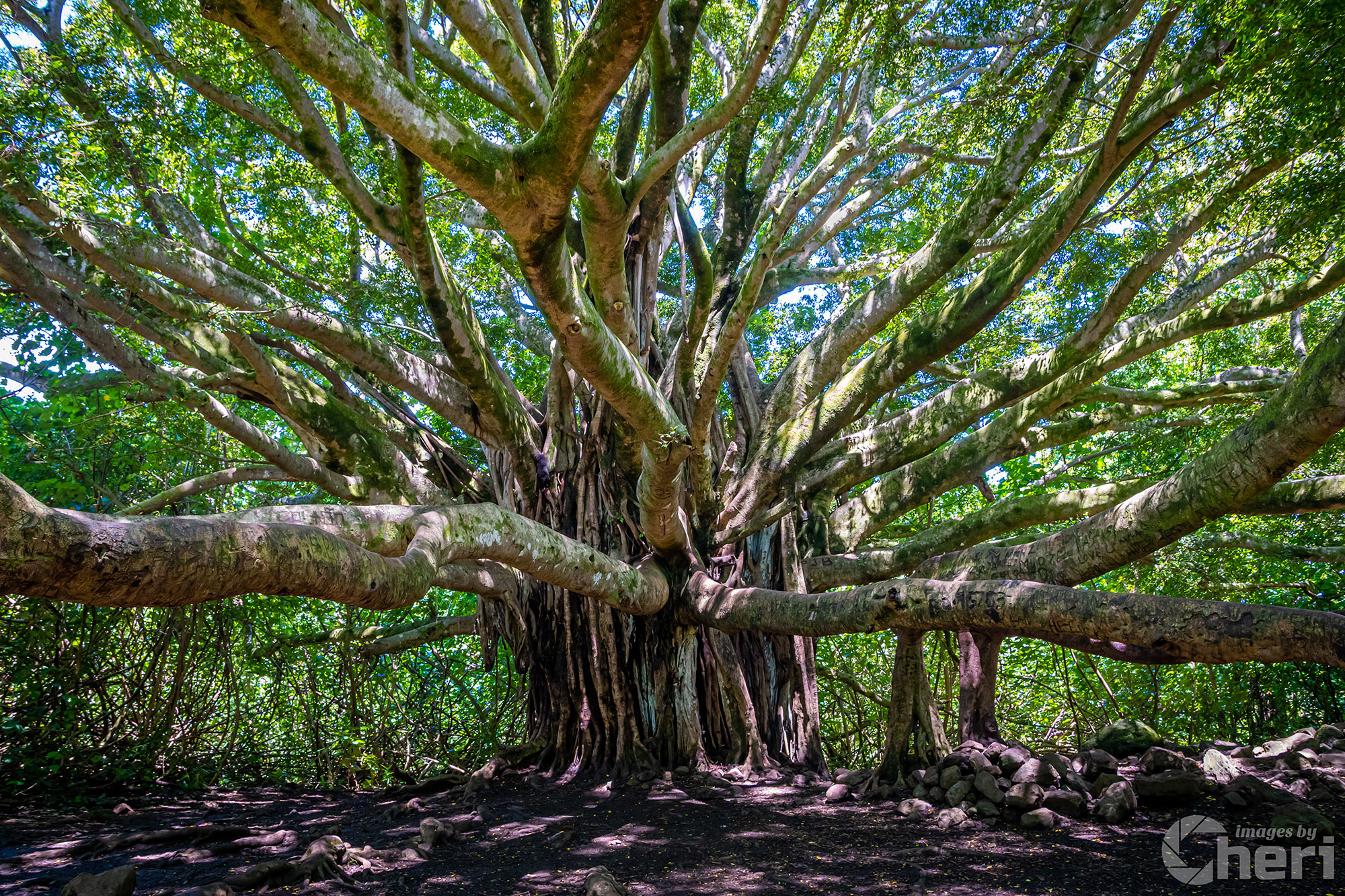 Ancient Majesty: Banyan Tree in Haleakala National Park Ancient Majesty: Banyan Tree in Haleakala National Park