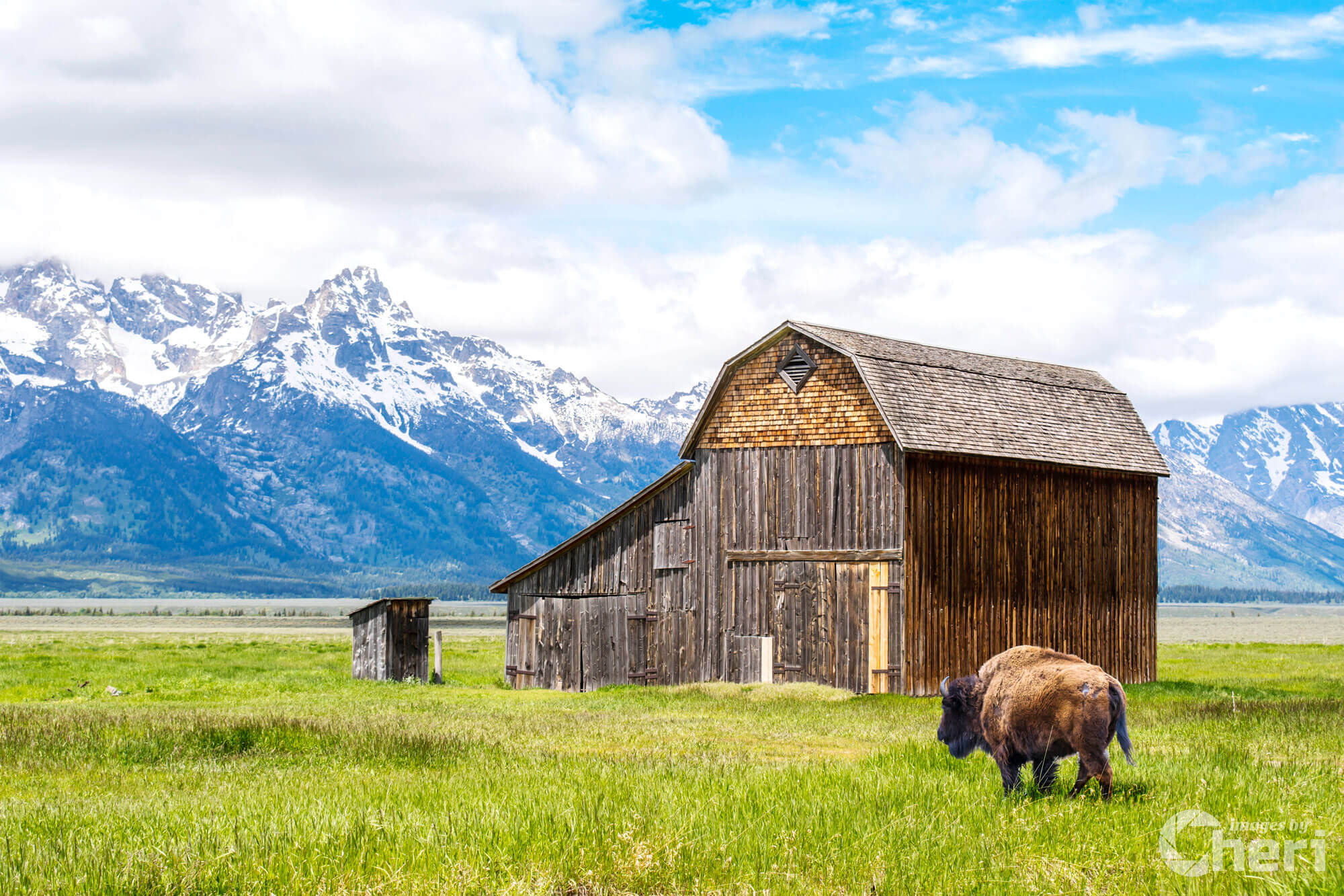 Bison’s Haven: Showcasing Wildlife at Thomas Murphy Barn through the Lens
