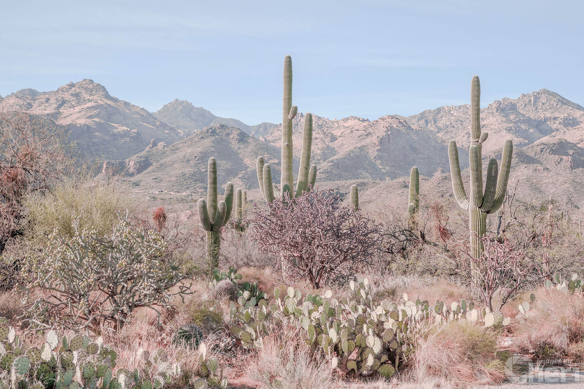 Desert Splendor: Saguaro Cactus Desert Splendor: Saguaro Cactus