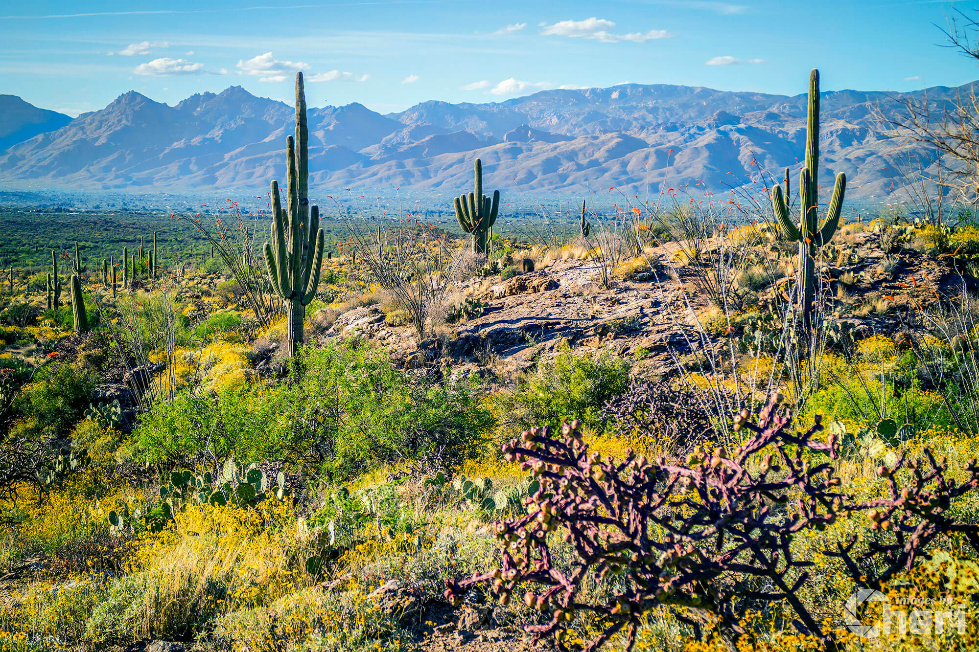 Desert Tapestry: Saguaro National Park East Desert Tapestry: Saguaro National Park East