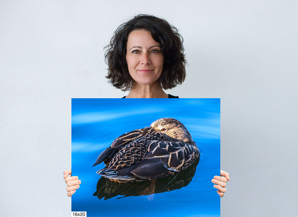 Dreaming Duck: Animal Bird Photography Diagram Dreaming Duck: Animal Bird Photography Diagram