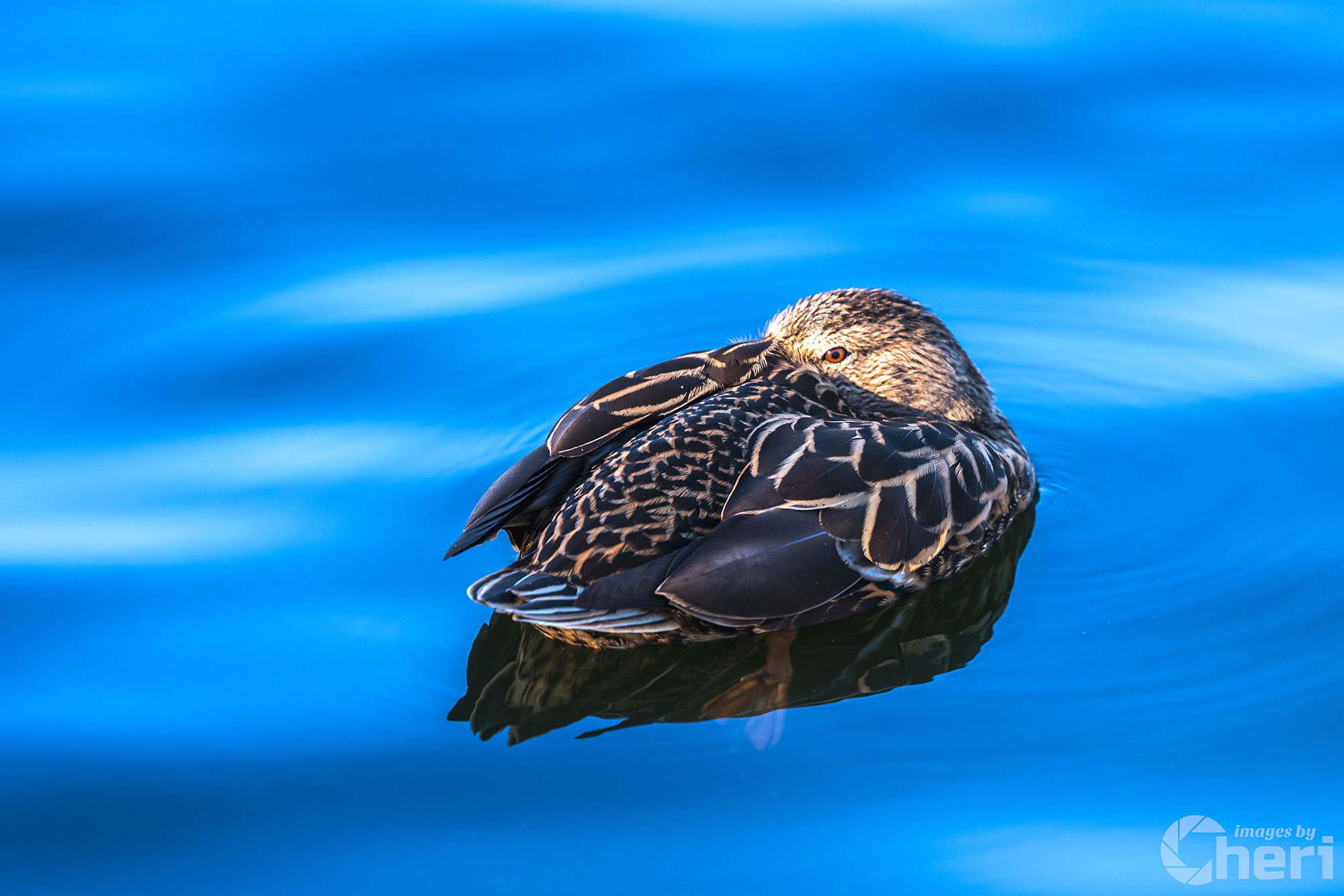 Dreaming Duck: Animal Bird Photography Dreaming Duck: Animal Bird Photography