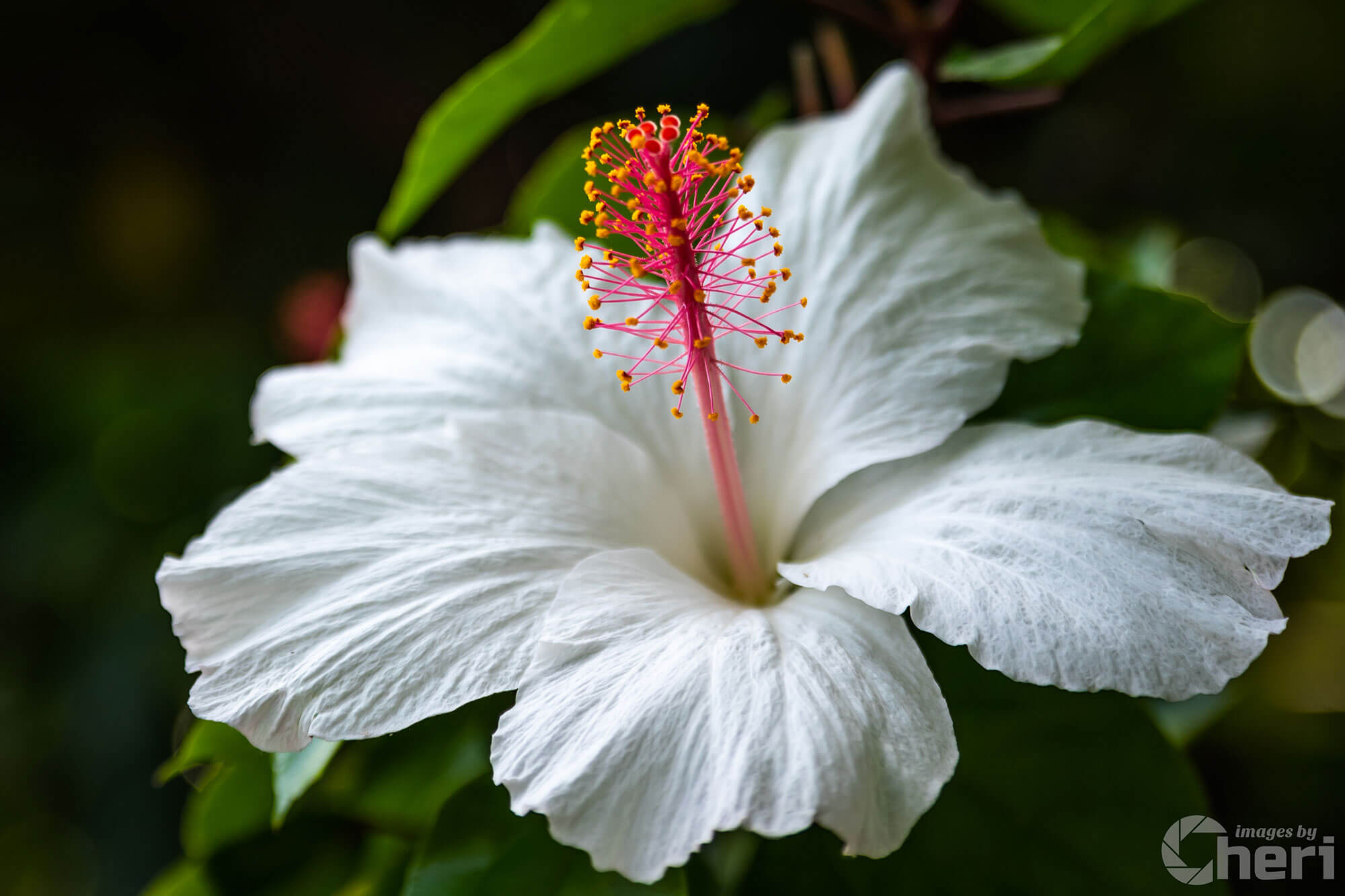 Enigmatic Blossoms: Hawaiian Hibiscus Enigmatic Blossoms: Hawaiian Hibiscus