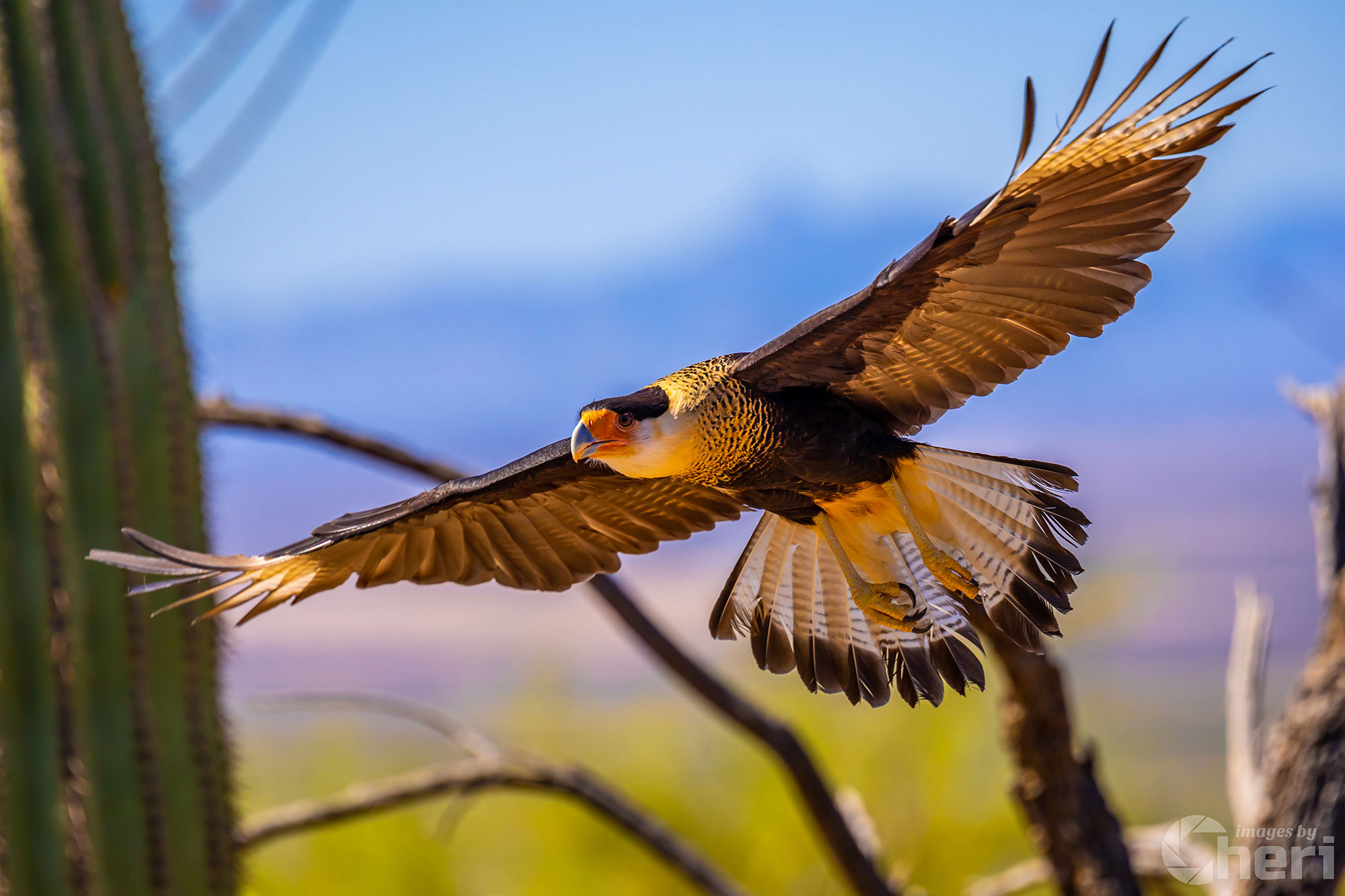 Feathers of Fire: Crested Caracara in Flight