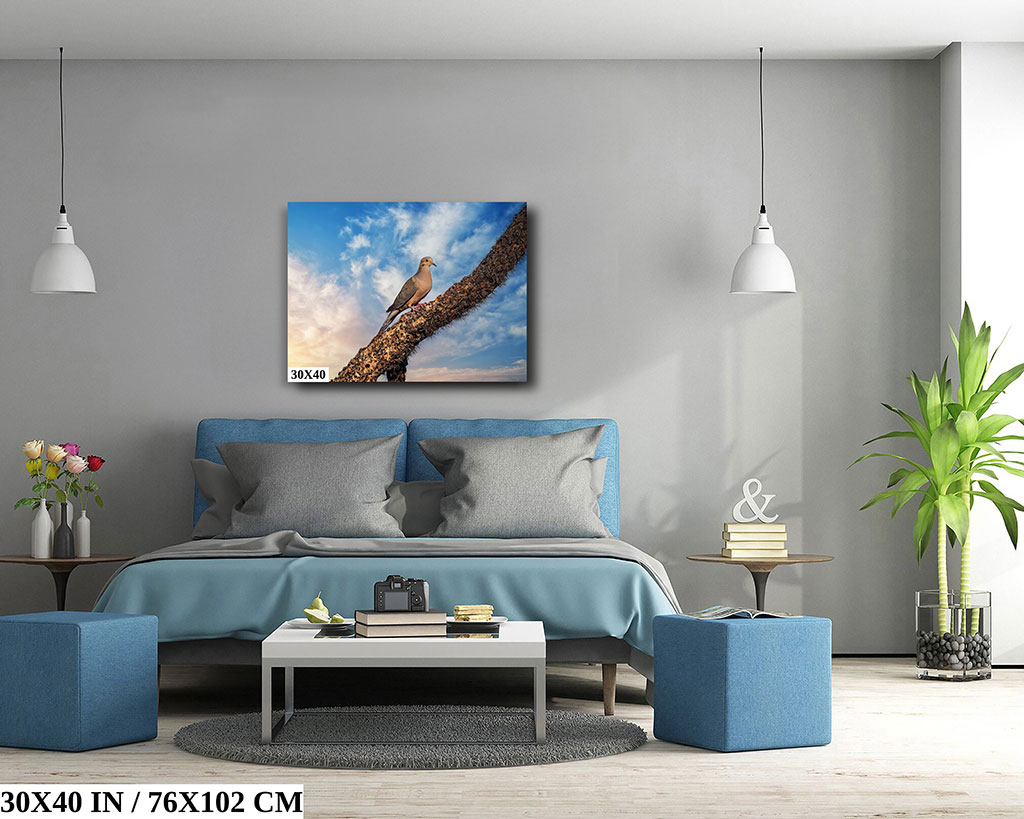 Gentle Guardian: Mourning Dove Diagram