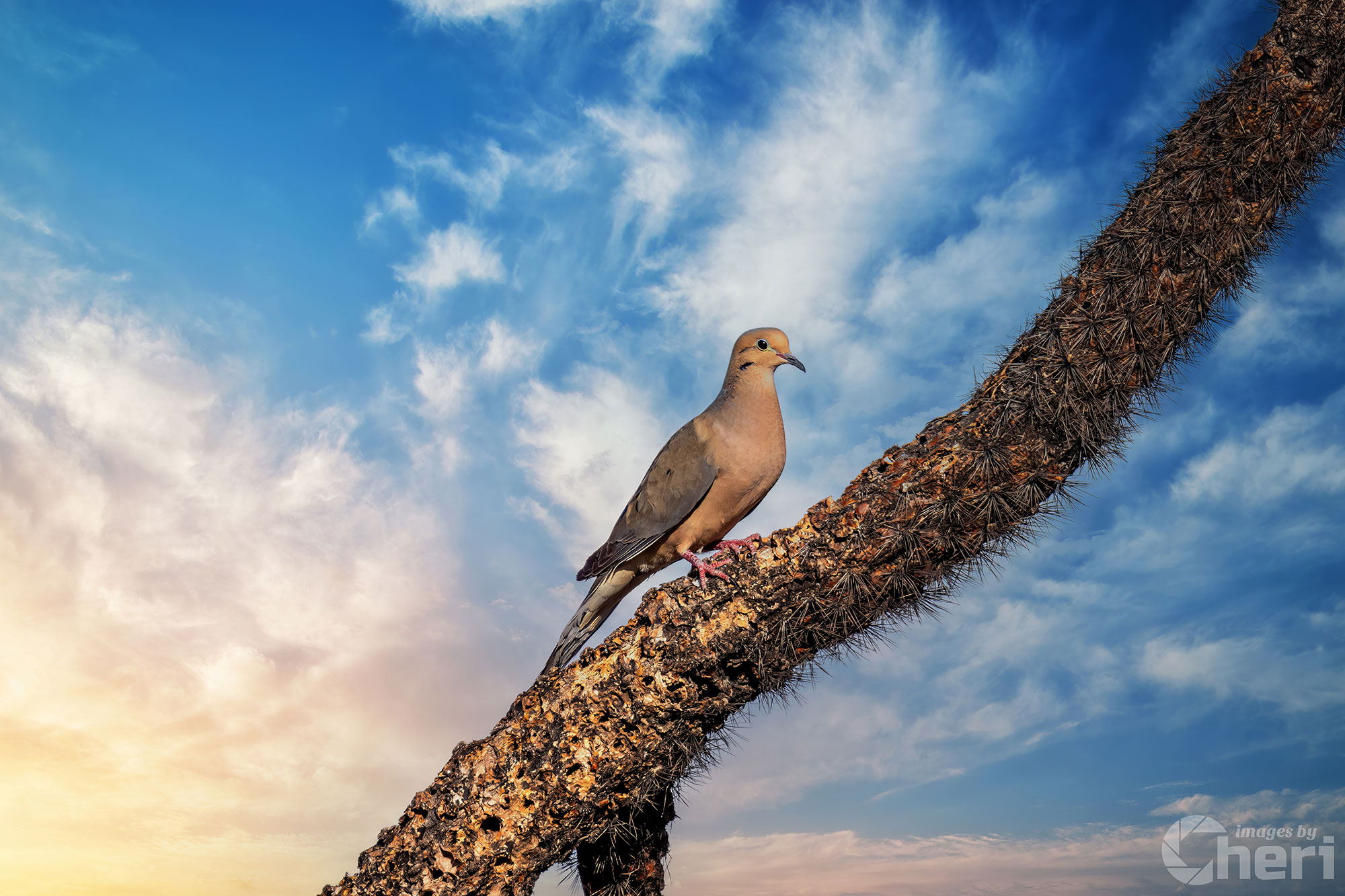 Gentle Guardian: Mourning Dove