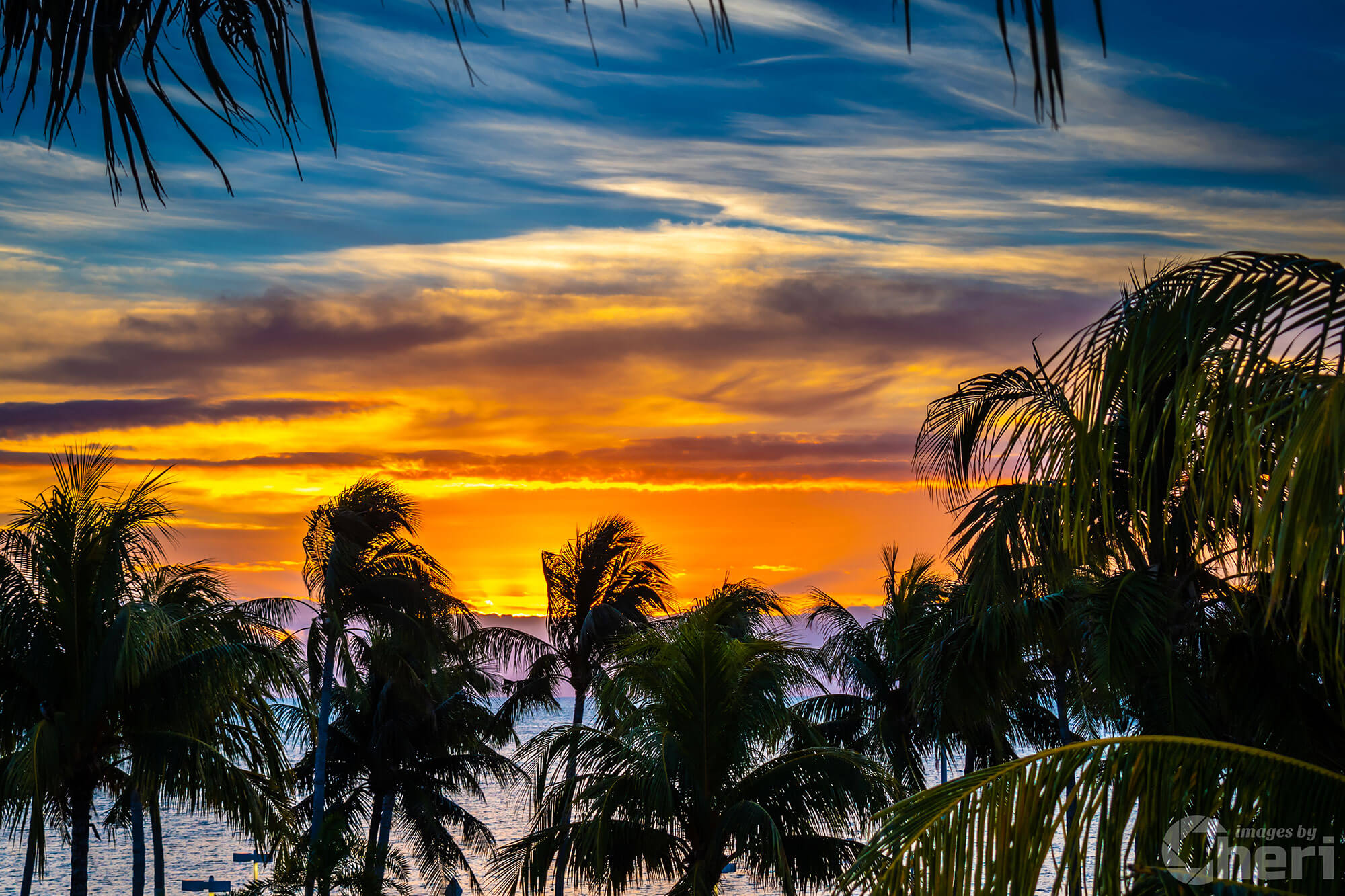 Golden Hour Bliss: Key West Palm Tree Sunset