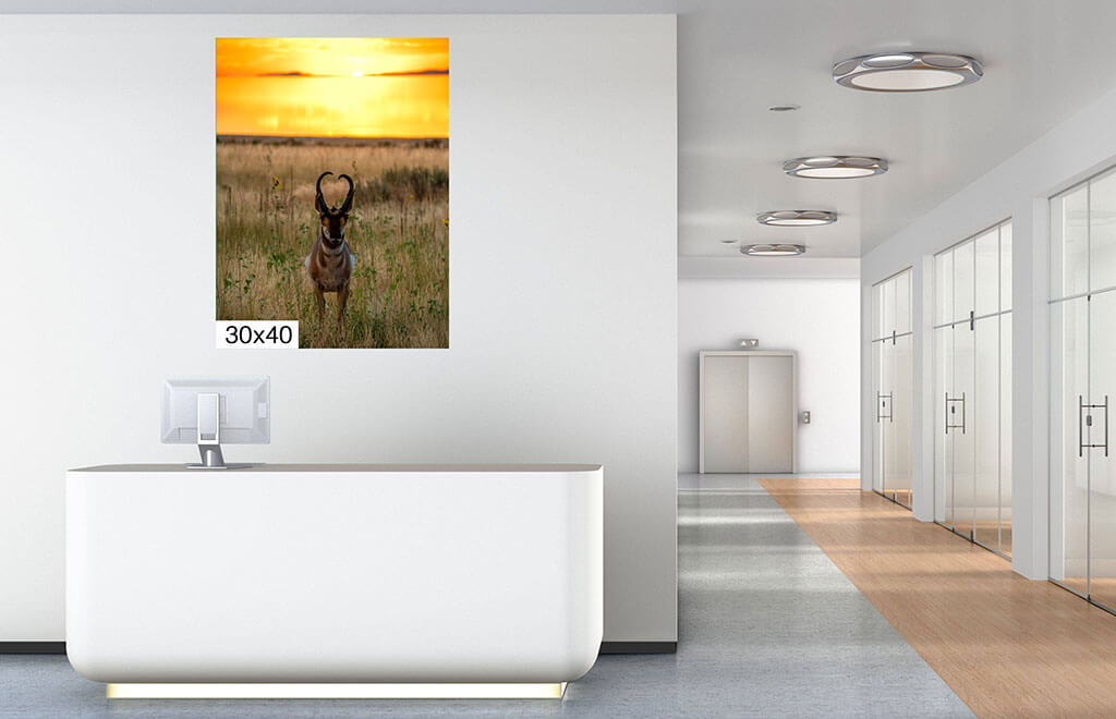 Golden Hour Grace: Pronghorn at Sunset Diagram