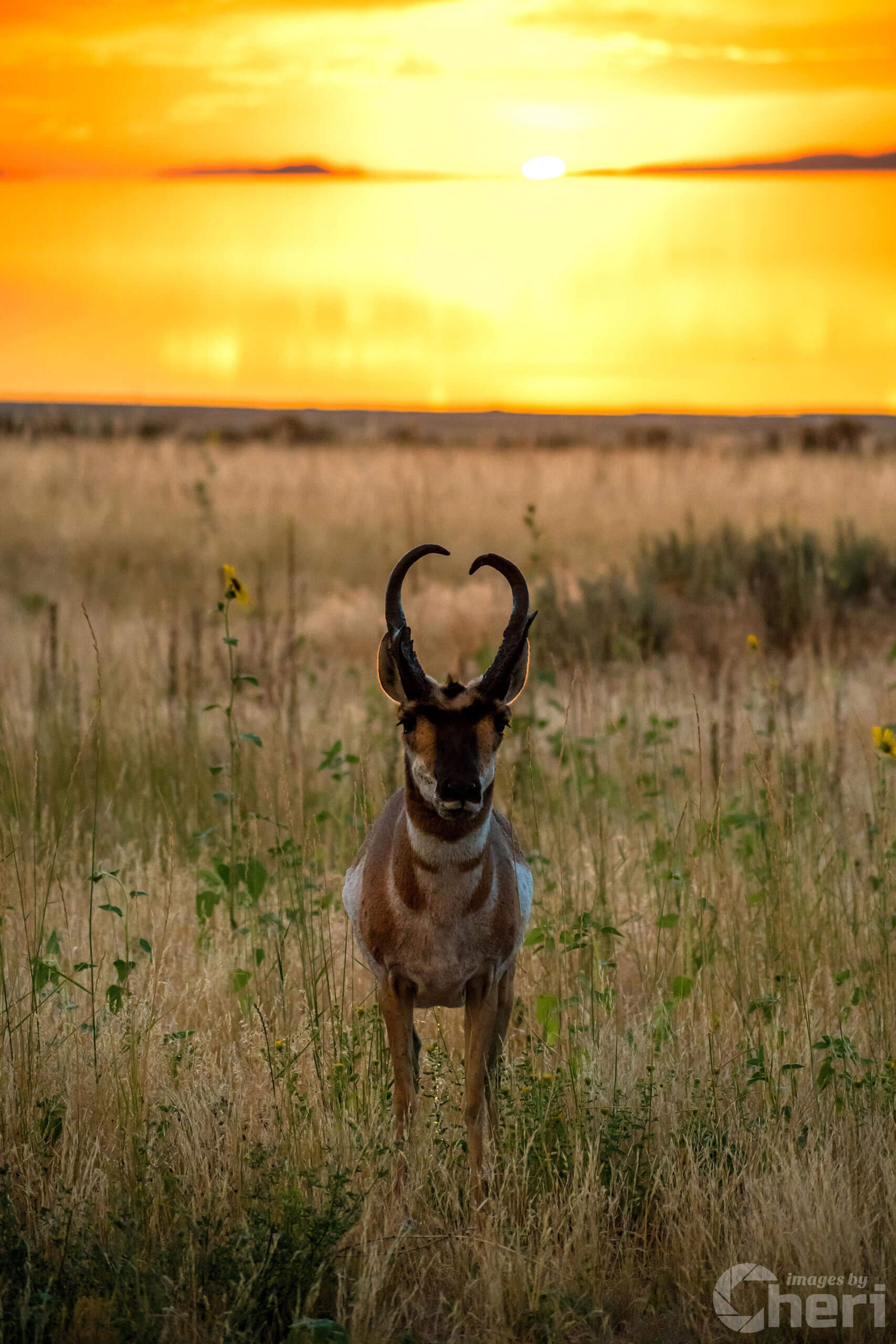 Golden Hour Grace: Pronghorn at Sunset