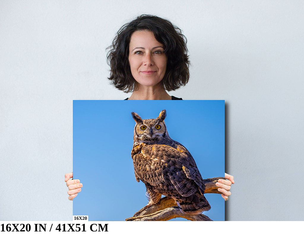 Twilight Guardian: Horned Owl On a Branch Diagram Twilight Guardian: Horned Owl On a Branch Diagram