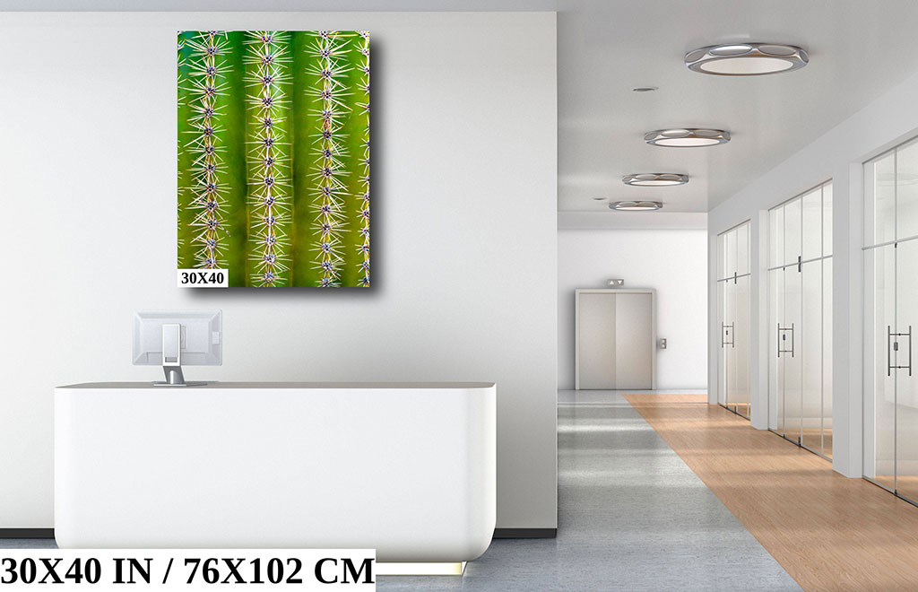 Magnifying Nature’s Sculptures: Saguaro Cactus Zoomed In Diagram