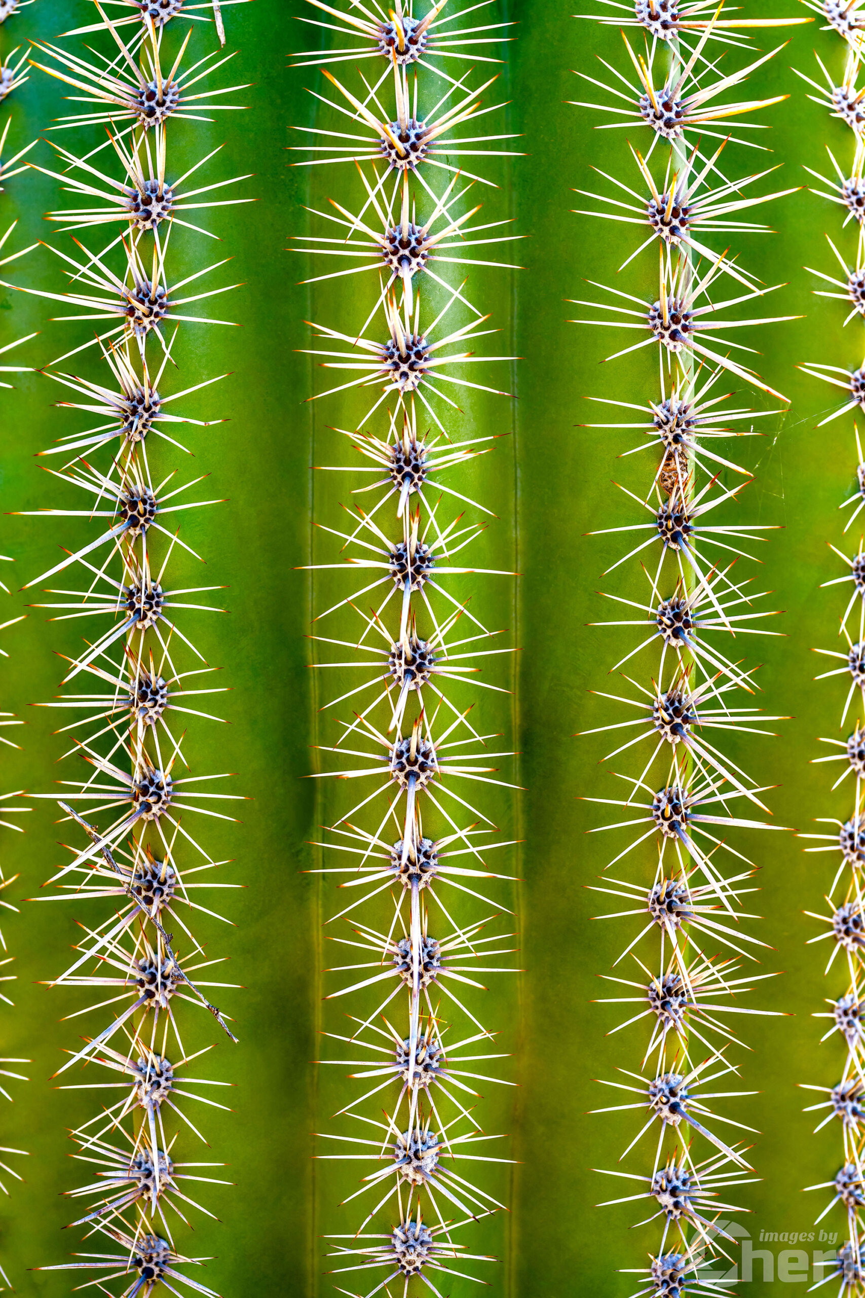 Magnifying Nature’s Sculptures: Saguaro Cactus Zoomed In