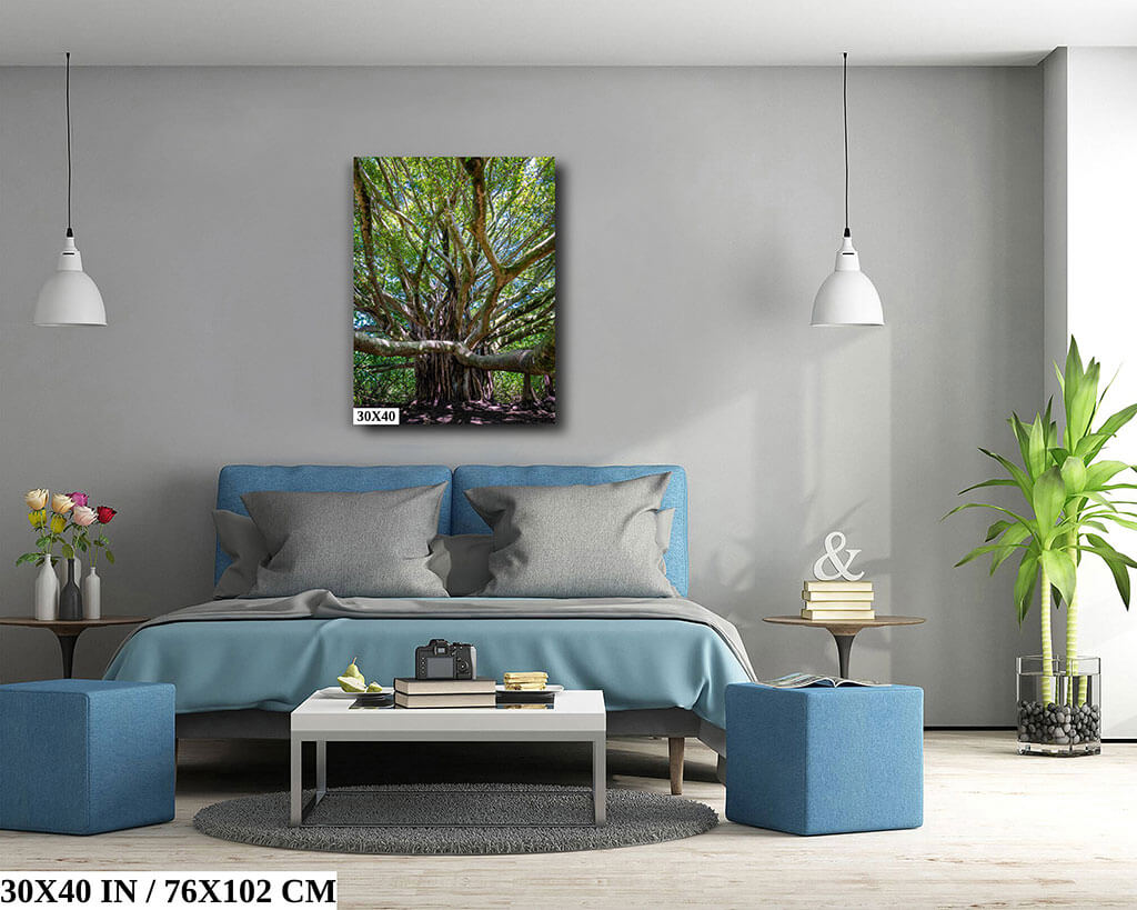 Roots of Time: Banyan Tree in Haleakala National Park Diagram Roots of Time: Banyan Tree in Haleakala National Park Diagram