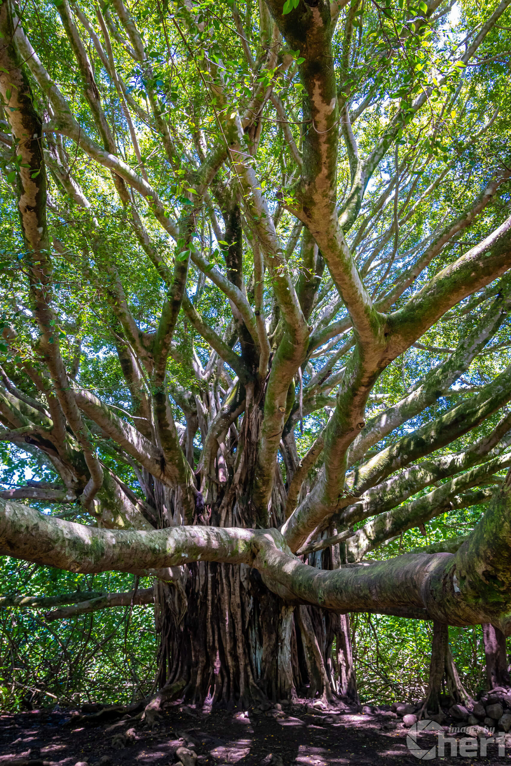 Roots of Time: Banyan Tree in Haleakala National Park Roots of Time: Banyan Tree in Haleakala National Park