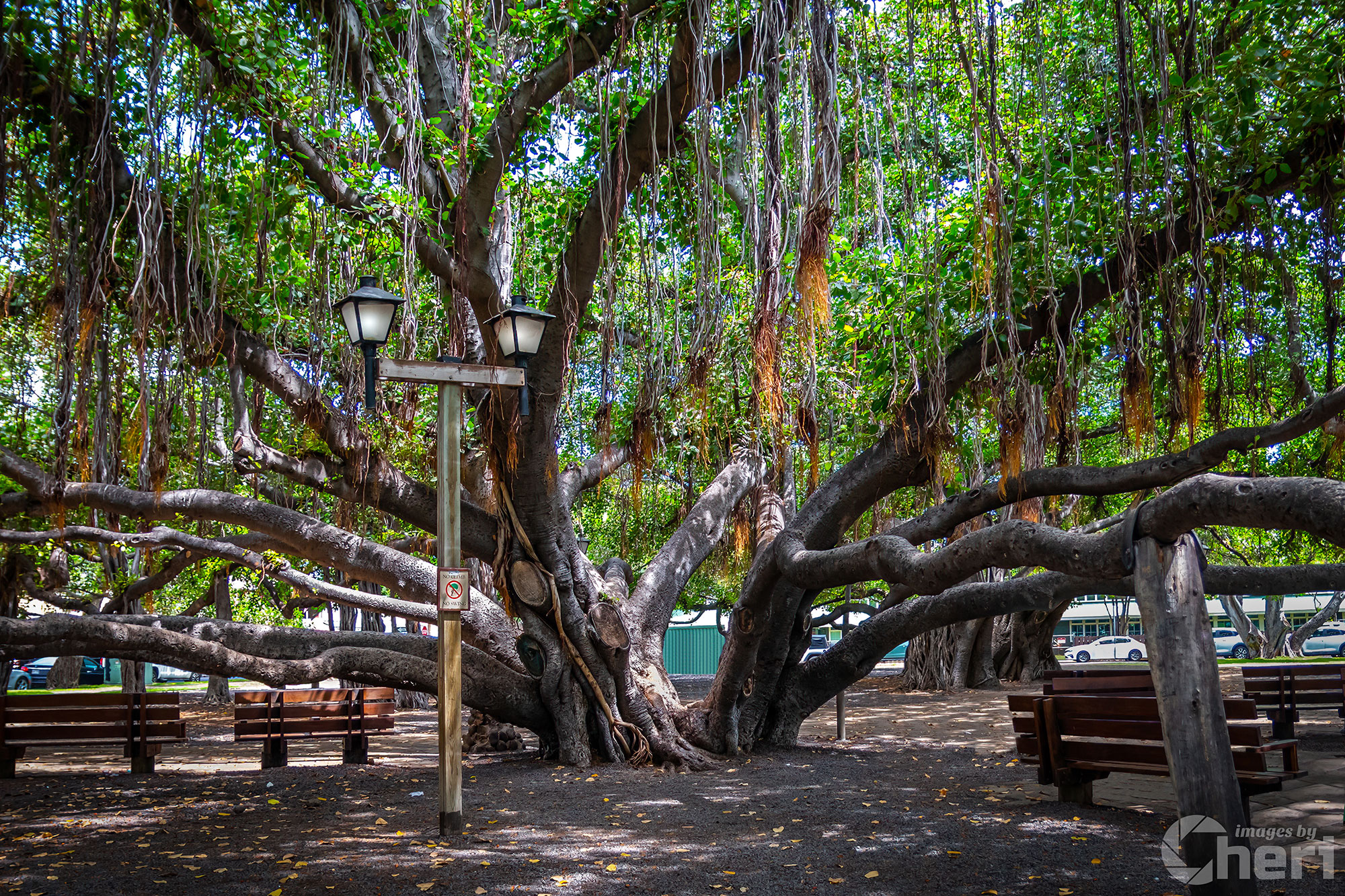 Shade of Serenity: Laihana Hawaii Banyan Tree Shade of Serenity: Laihana Hawaii Banyan Tree