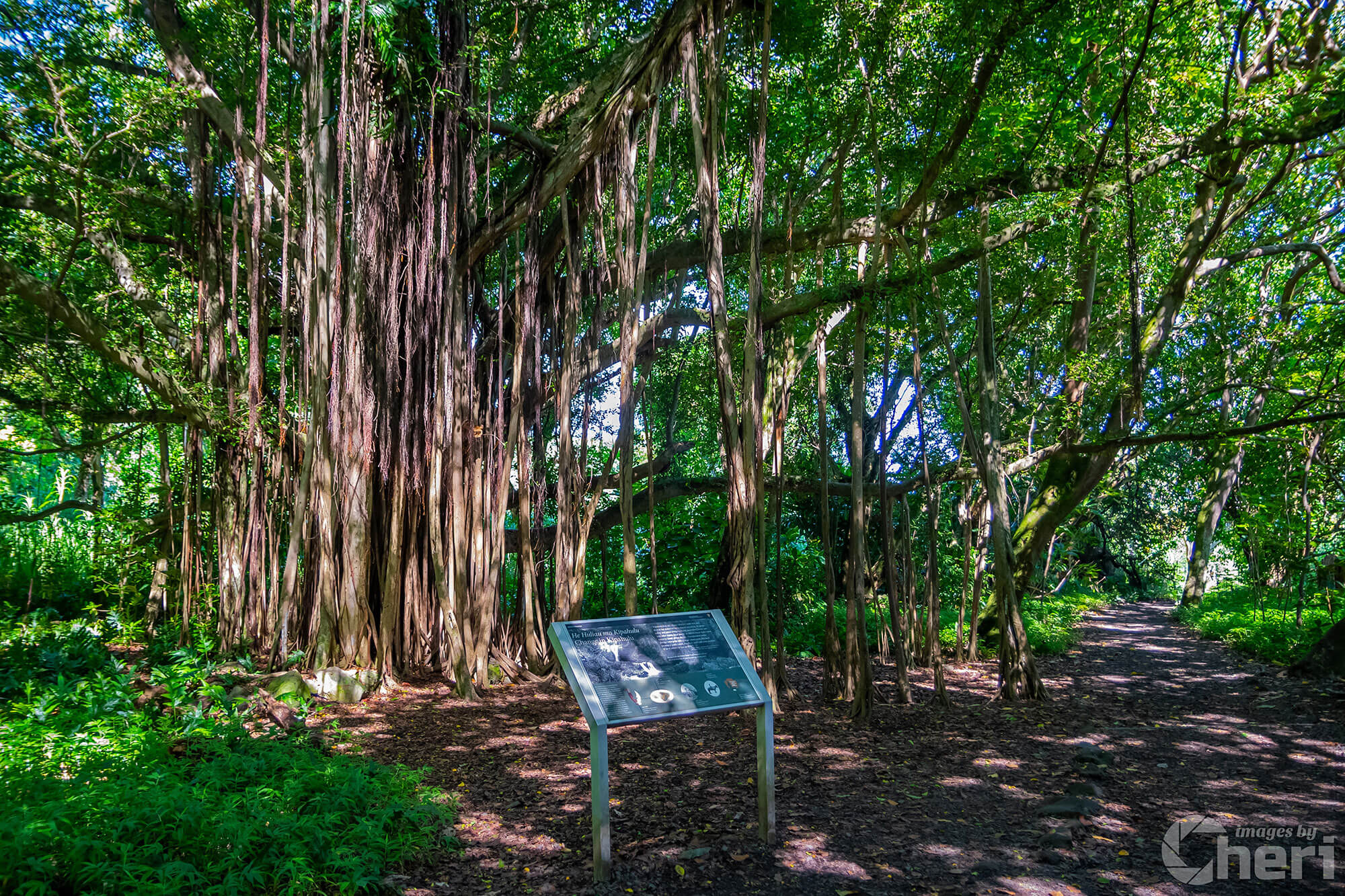 Soulful Shadows: Banyan Tree in Haleakala National Park Soulful Shadows: Banyan Tree in Haleakala National Park