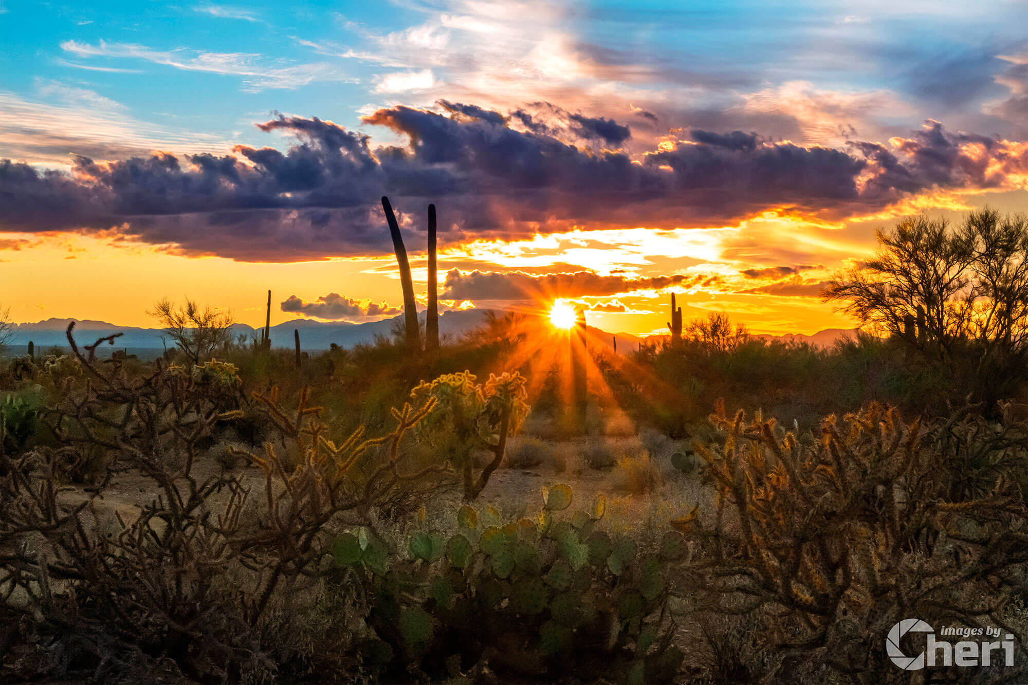 Sun-Kissed Beauty: Sonoran Desert Sunset Sun-Kissed Beauty: Sonoran Desert Sunset