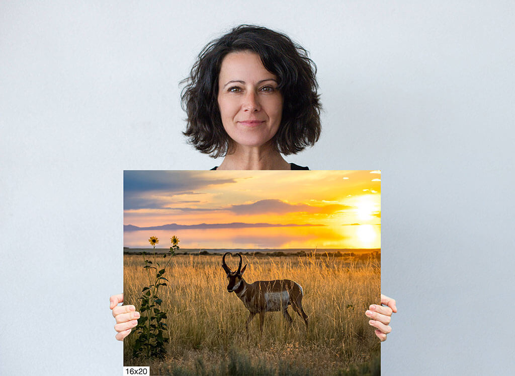 Sunset Haven: Antelope Island Pronghorn Sunset Diagram Sunset Haven: Antelope Island Pronghorn Sunset Diagram