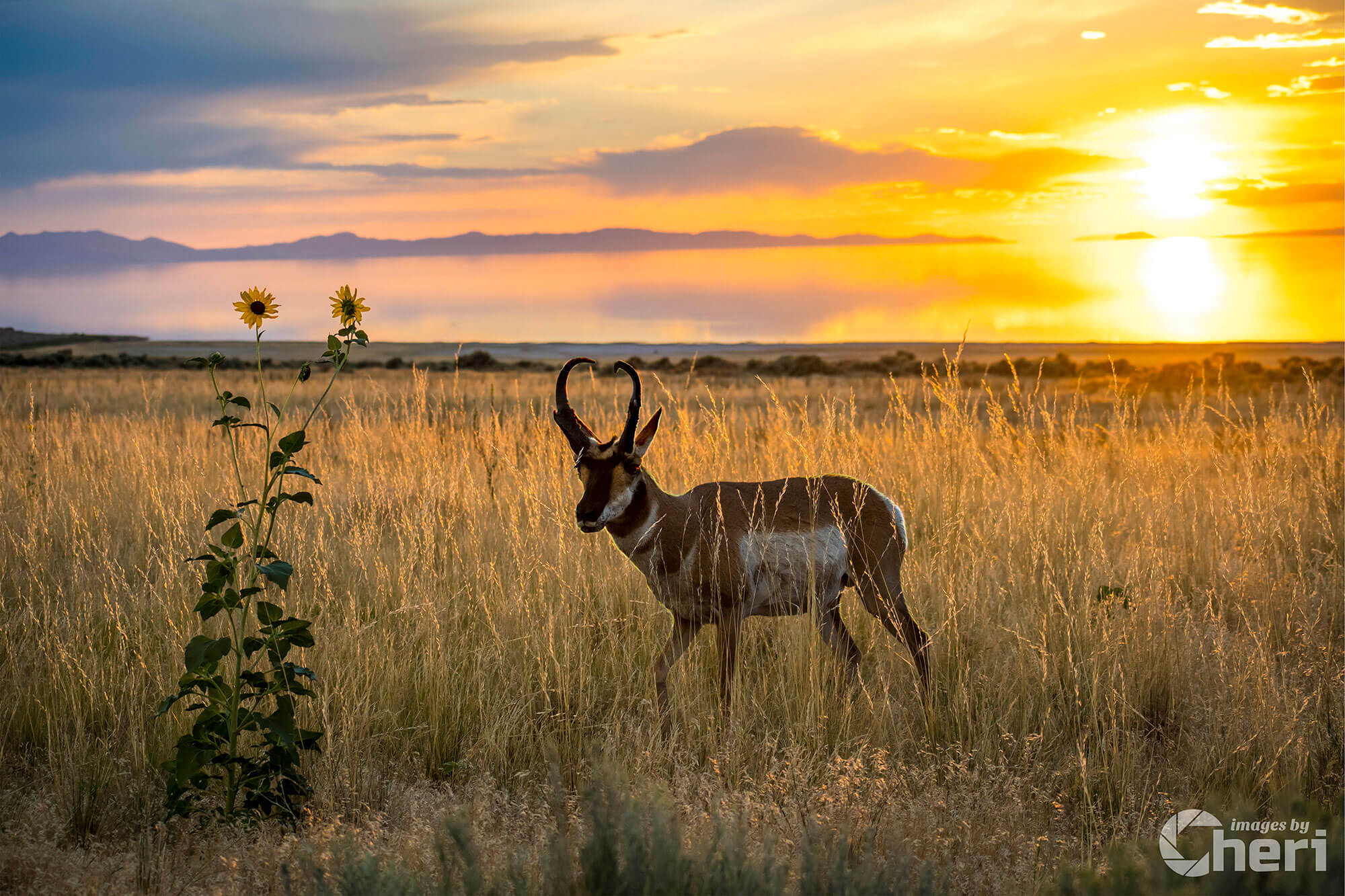 Sunset Haven: Antelope Island Pronghorn Sunset Sunset Haven: Antelope Island Pronghorn Sunset