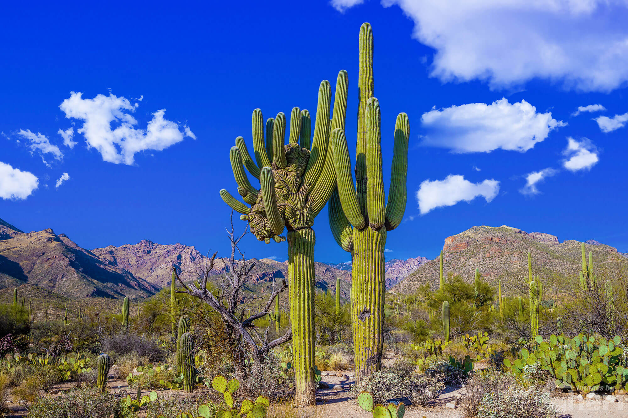 The Crested Kingdom: Saguaro Cactus Sabino Canyon